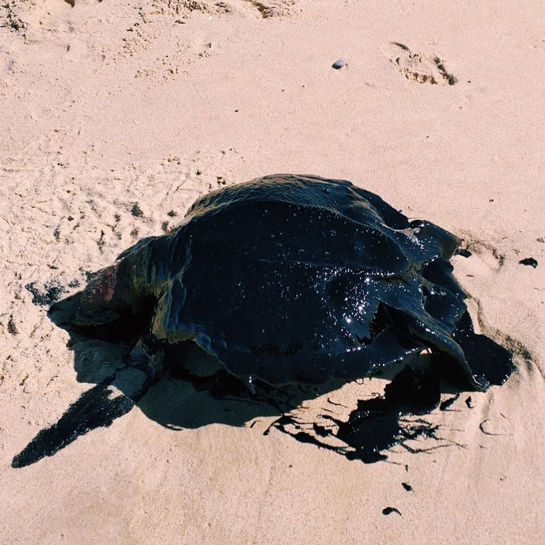 Tartaruga coberta de óleo é encontrada no litoral do Nordeste (Foto: Instituto Verde Luz / Instagram)