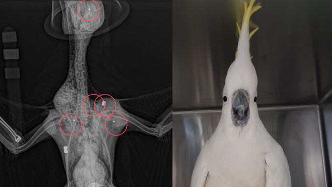 Cacatua foi ferida (Foto: Divulgação)