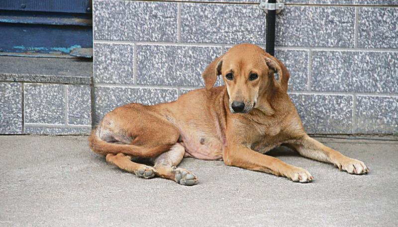 Cachorro é flagrado abandonado em rua de Mimoso do Sul (Foto: Beto Barbosa / Divulgação)