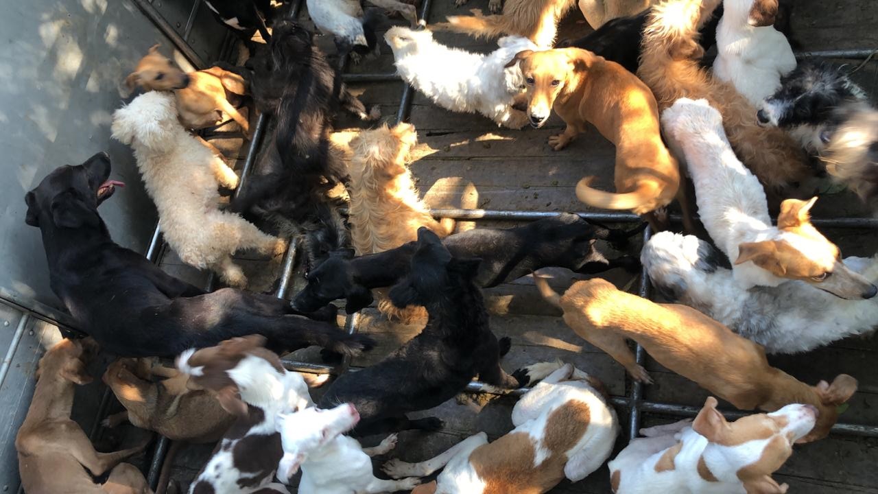 Na casa da família foram encontrados 40 cães (Foto: Divulgação)