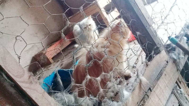 Animais eram criados em condições insalubres, segundo o Conselho de Medicina Veterinária. (Foto: Divulgação/CPI)