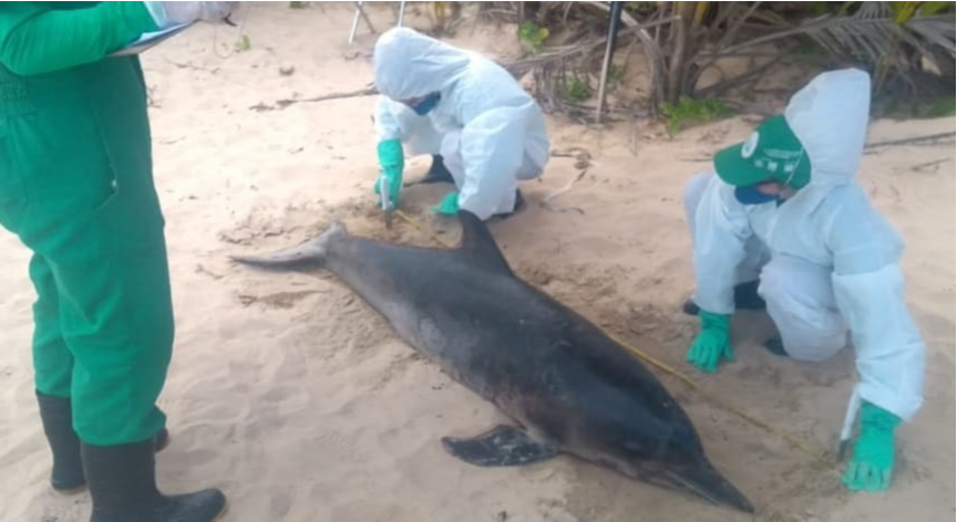 Técnicos recolheram o golfinho para análise (Foto: Divulgação / Instituto Biota de Conservação)