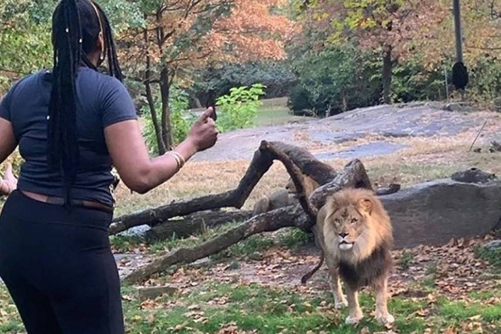 Mulher invadiu a área reservada no Zoológico do Bronx (Foto: Reprodução / Internet)