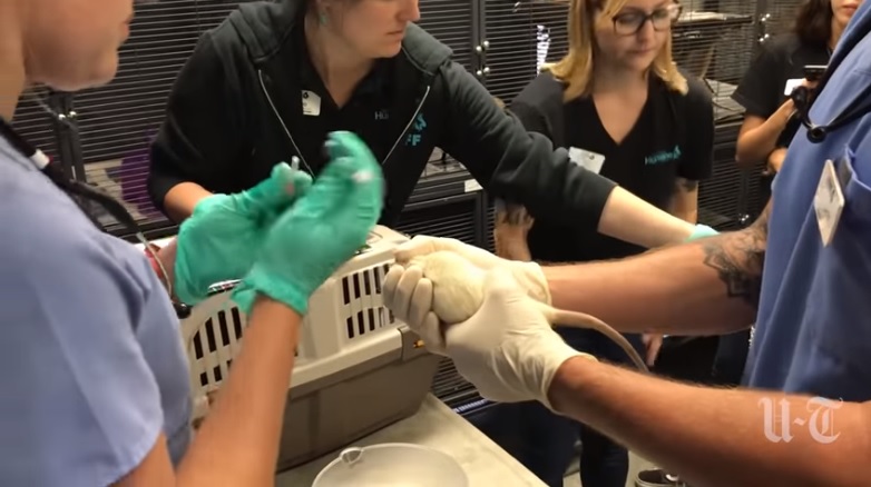 Os animais estavam sendo alimentados e bem tratados (Foto: Reprodução/ YouTube The San Diego Union-Tribune)