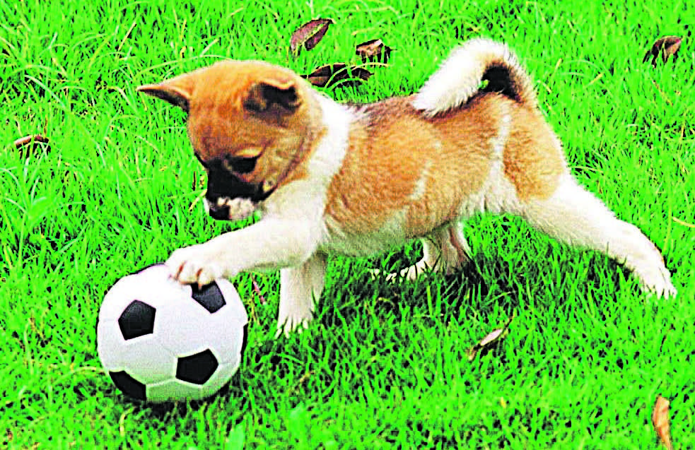CACHORRO auxilia no desenvolvimento das crianças e ensina afeto, carinho e respeito (Foto: DIVULGAÇÃO)