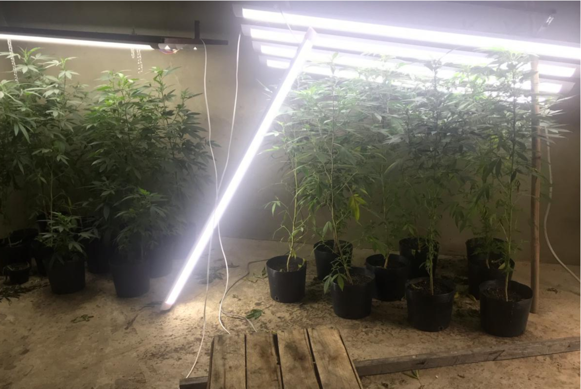 Local tinha iluminação para favorecer o crescimento das plantas. (Foto: Divulgação)