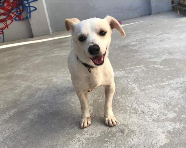 Pluto é um dos animais disponíveis para adoção. (Foto: Divulgação/Resultade)