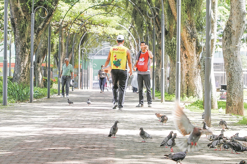 Pombos no Parque Moscoso: vereador Leonil vê risco de 70 doenças. (Foto: Antonio Cosme - 28/01/2016)