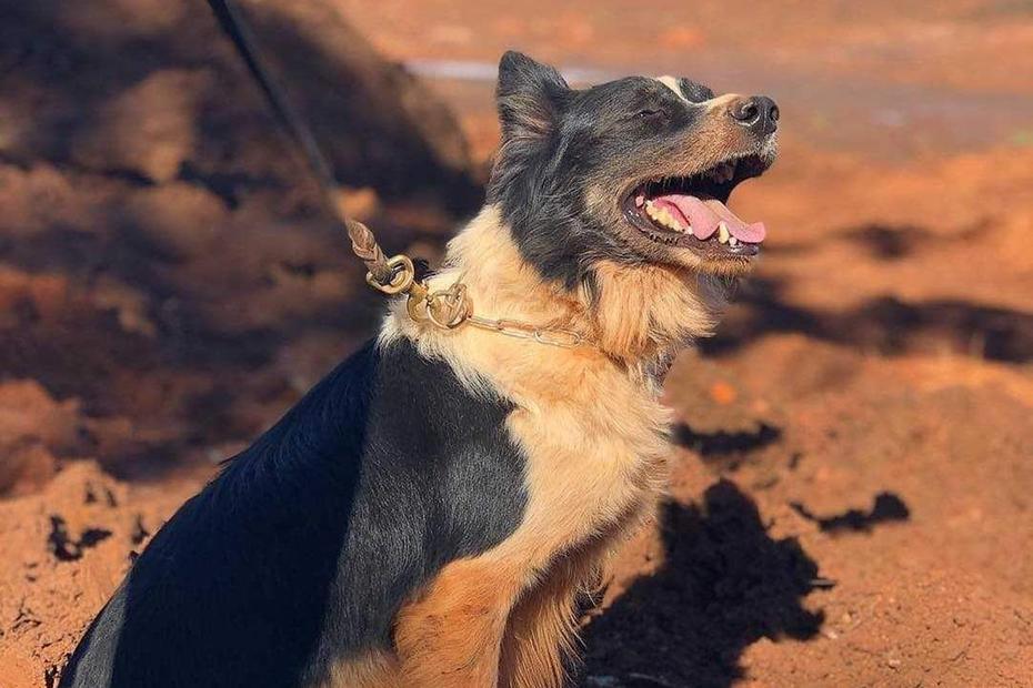 Além das tragédias de Mariana e Brumadinho, Thor participou de outras grandes ocorrências (Foto: Divulgação/ CBMMG)