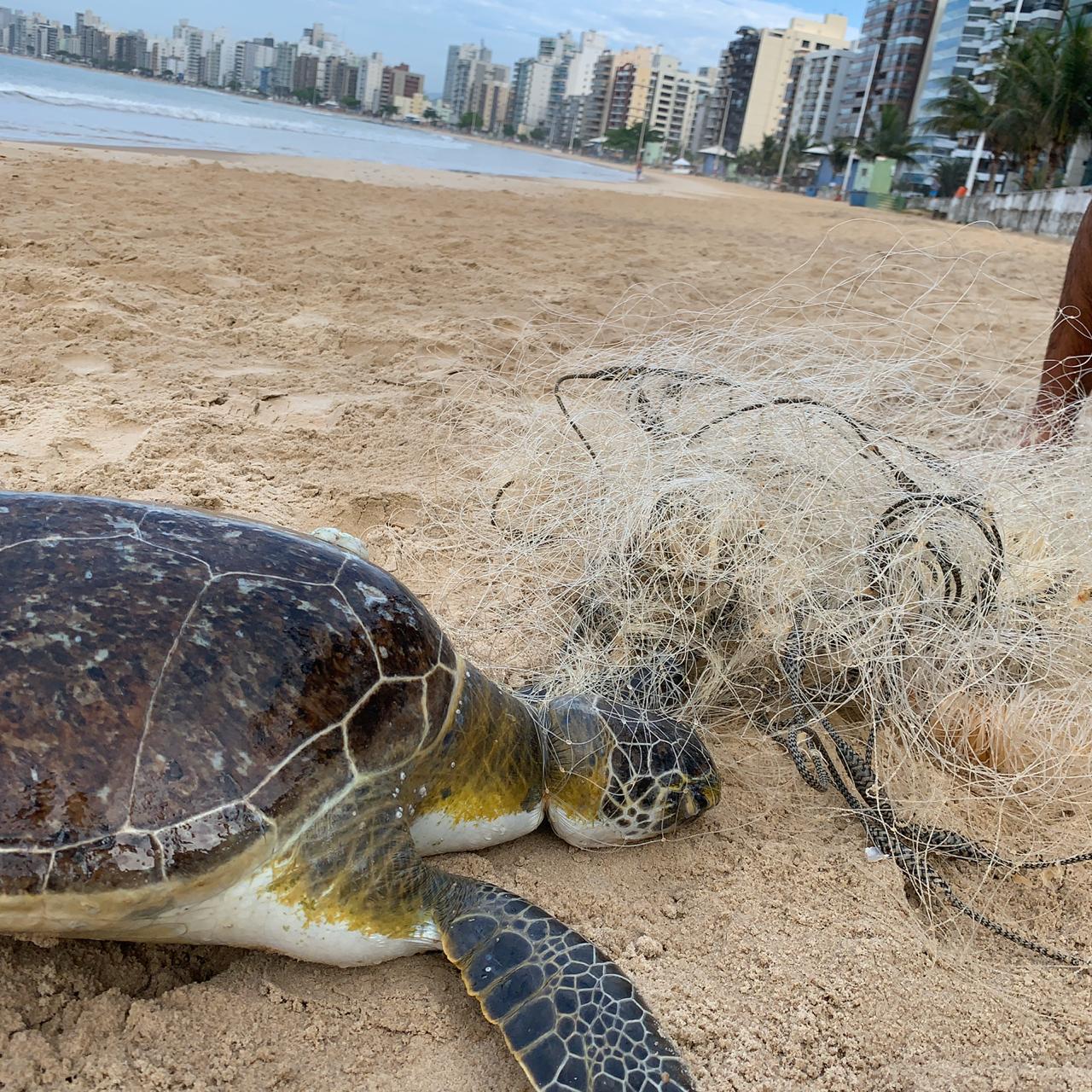 Animal foi visto boiando na Praia do Morro (Foto: Victor Ribeiro)