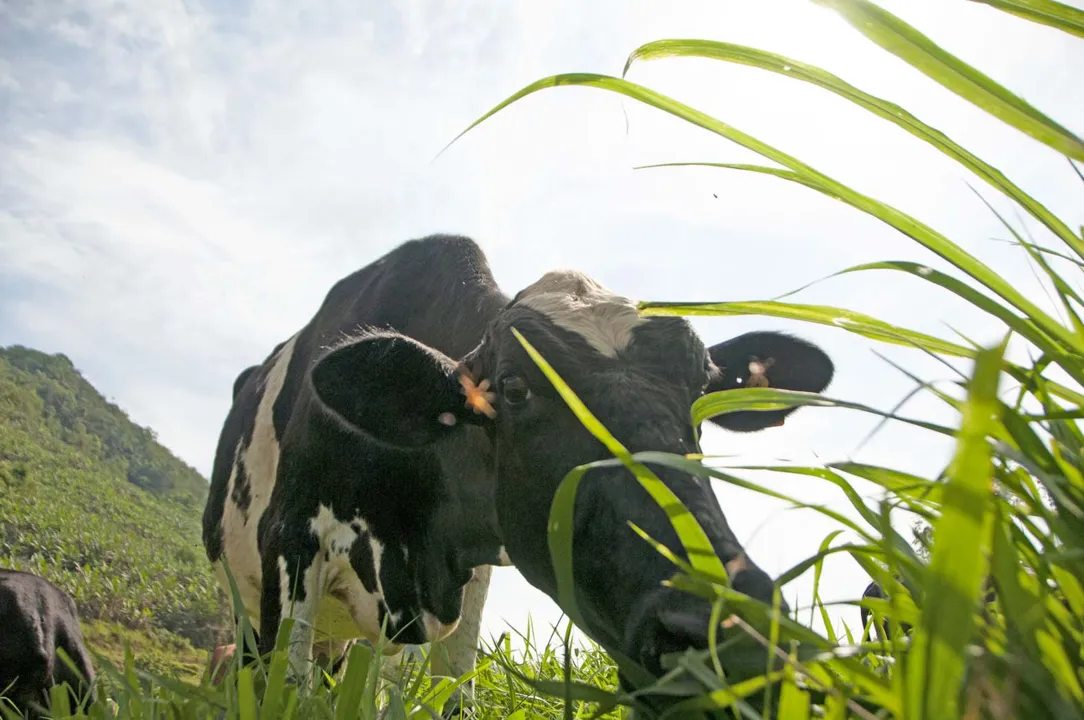 Imagem ilustrativa da imagem Touro "pula cerca", fecunda vacas do vizinho e dono vai ser indenizado
