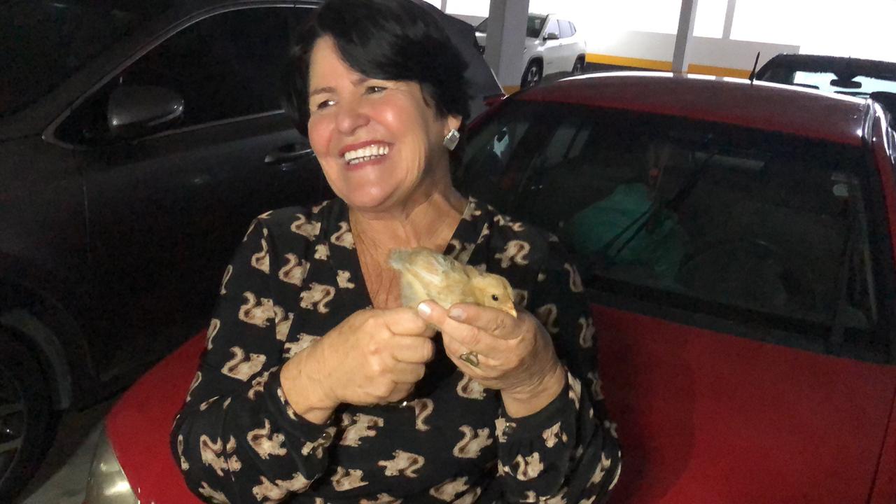 A ex-prefeita de Rio Novo do Sul Maria Albertina com pinto que entrou no carro. (Foto: Maria Albertina)