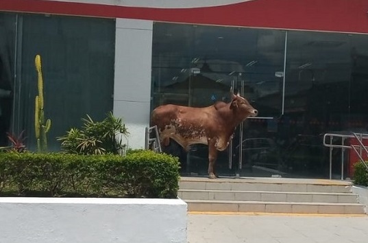  (Foto: Divulgação/Pernambuco Notícias)