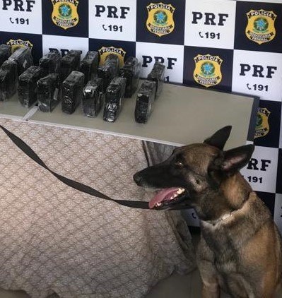 Lua durante último trabalho na PRF (Foto: Divulgação/ PRF)