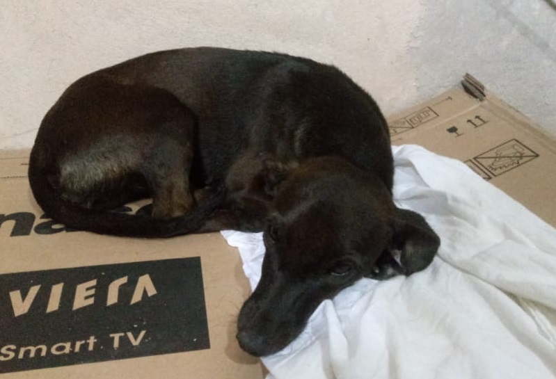 A auxiliar administrativo Dayani Gonçalves resgatou o animal (Foto: Dayani Gonçalves)