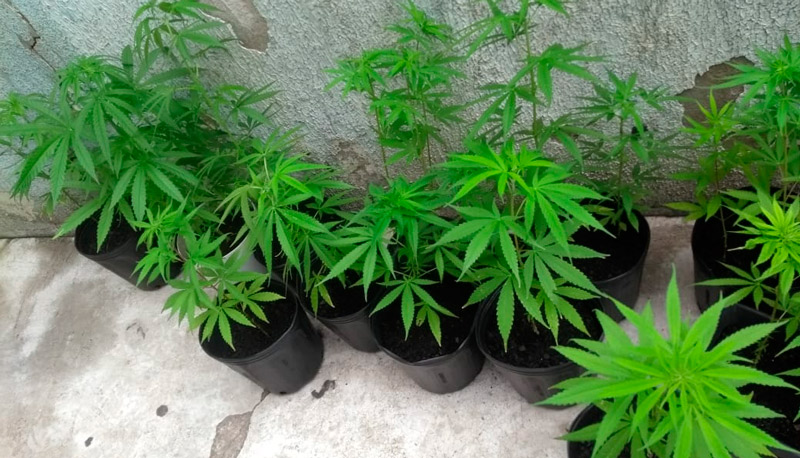 Pés de maconha foram apreendidos na casa da empresária (Foto: Divulgação / PCES)