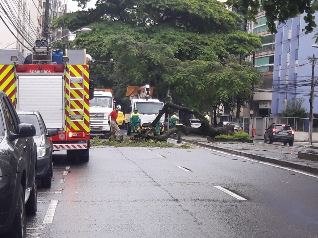 Árvore estava no canteiro central (Foto: Weslei Radavelli)