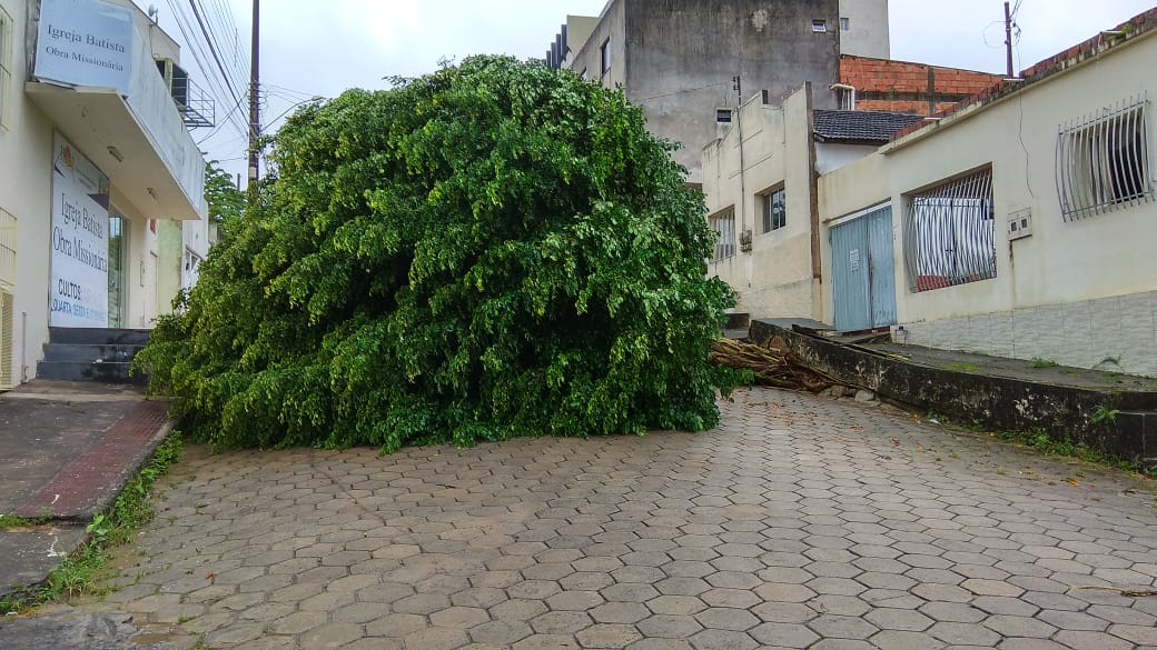 Árvore caída na Rua do Teimoso, no Centro de São Mateus (Foto: Isaque Rocha)