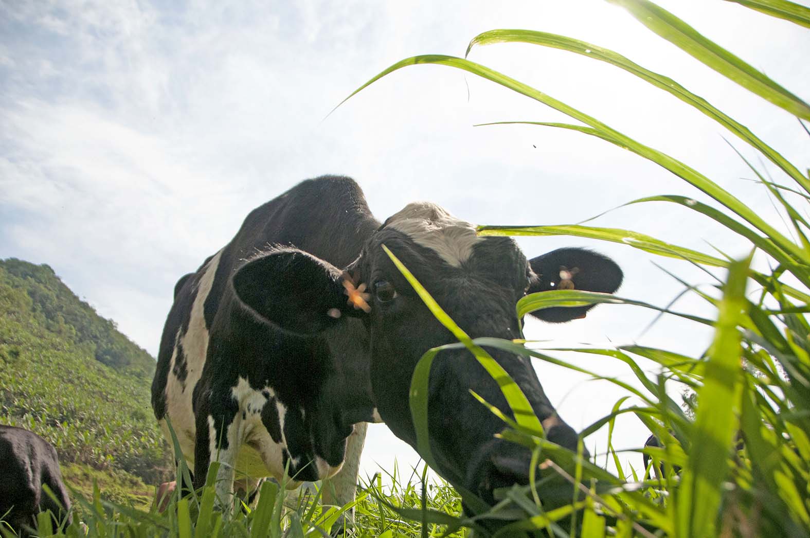 Touro invadiu fazenda do vizinho e fecundou vacas (Foto: Taynara Nascimento )