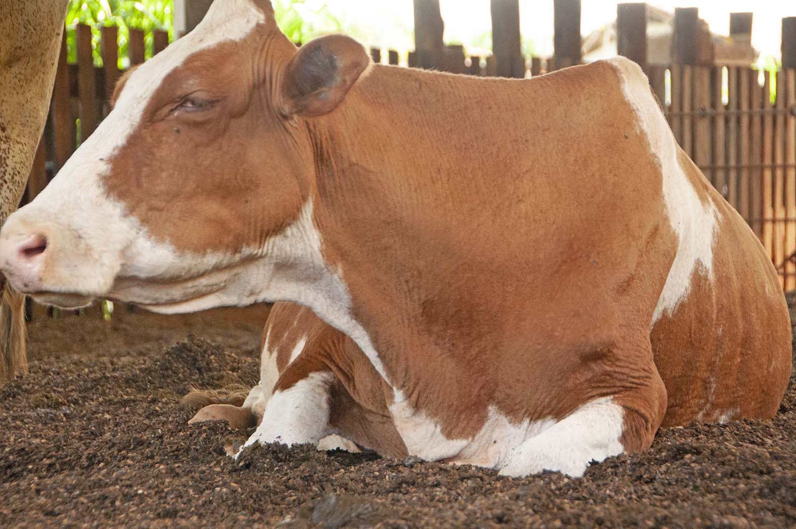 Há vacas que produzem mais leite quando ouvem canções relaxantes (Foto: Taynara Nascimento)