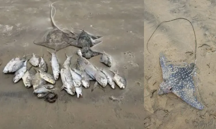 Imagem ilustrativa da imagem Sete tartarugas são encontradas mortas em rede na praia de Camburi