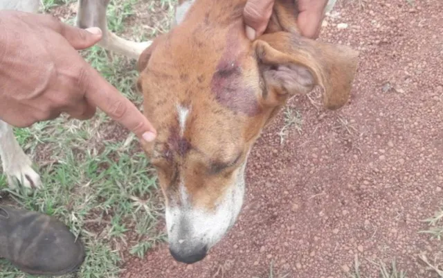 Imagem ilustrativa da imagem Ex-prefeito é autuado por crime ambiental após posar ao lado de onça morta