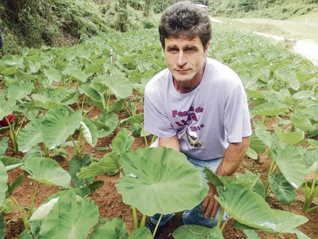 Jandir Gratieri mostra folha de inhame em lavoura de Alfredo Chaves
