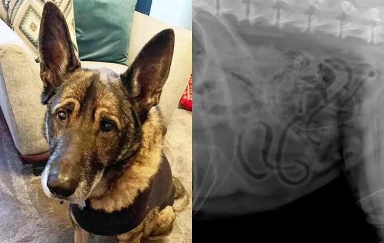 Imagem ilustrativa da imagem Cão come enfeite natalino de 80 centímetros e vai parar no hospital