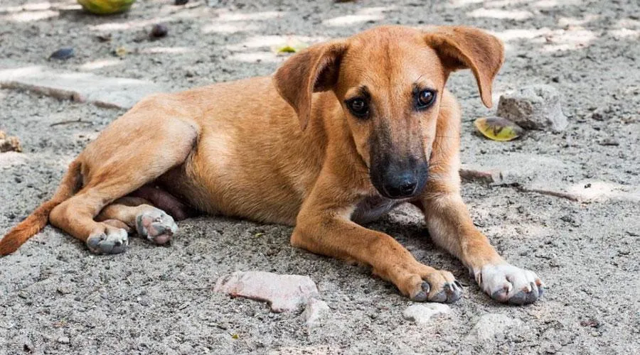 Imagem ilustrativa da imagem Vila Velha terá serviço de recolhimento de animais sem dono