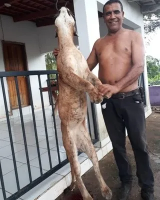 Imagem ilustrativa da imagem Ex-prefeito é autuado por crime ambiental após posar ao lado de onça morta