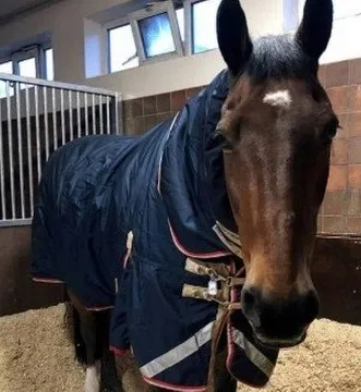 Imagem ilustrativa da imagem Cavalo da polícia não trabalha se não tomar chá com leite desnatado. Veja vídeo