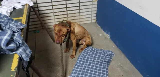 Imagem ilustrativa da imagem Polícia prende 38 pessoas em rinha de cães na Grande São Paulo