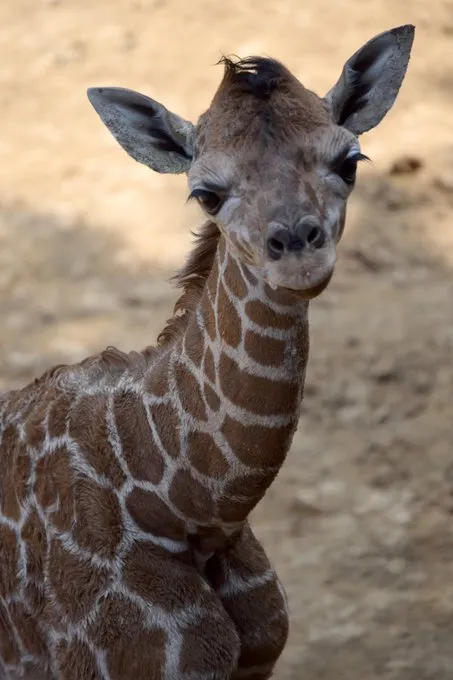 Imagem ilustrativa da imagem Zoológico no México apresenta bebê girafa e fará votação para escolher nome do animal