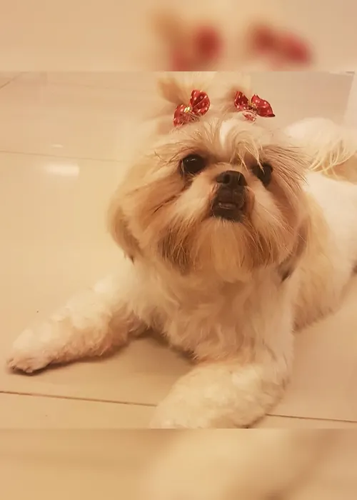 Imagem ilustrativa da imagem Troca de cães provoca confusão em pet shop de Vila Velha