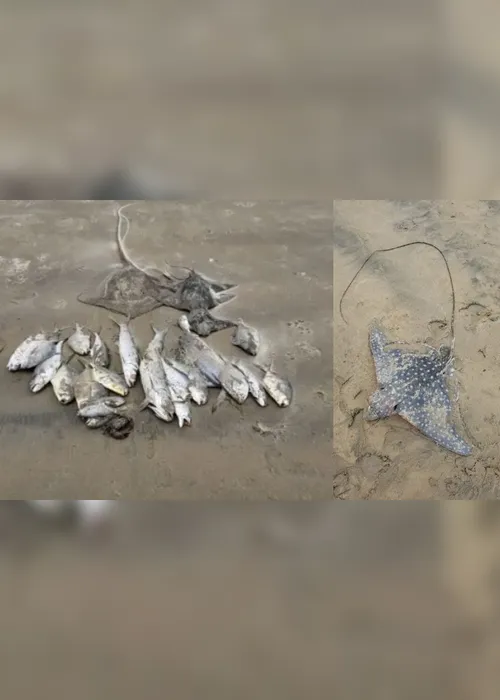 Imagem ilustrativa da imagem Sete tartarugas são encontradas mortas em rede na praia de Camburi