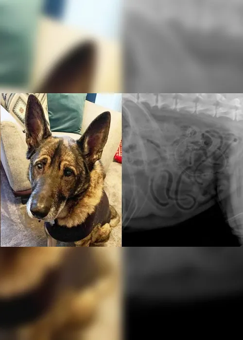 Imagem ilustrativa da imagem Cão come enfeite natalino de 80 centímetros e vai parar no hospital