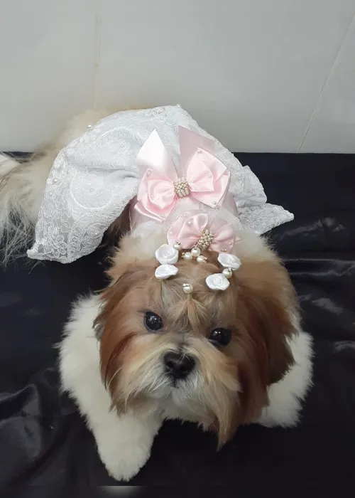 Imagem ilustrativa da imagem Cadelinha é tratada como filha e vira dama de honra em casamento