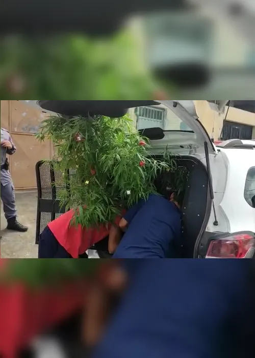 Imagem ilustrativa da imagem VÍDEO | Polícia encontra pés de maconha de dois metros com enfeites de Natal