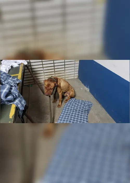 Imagem ilustrativa da imagem Polícia prende 38 pessoas em rinha de cães na Grande São Paulo