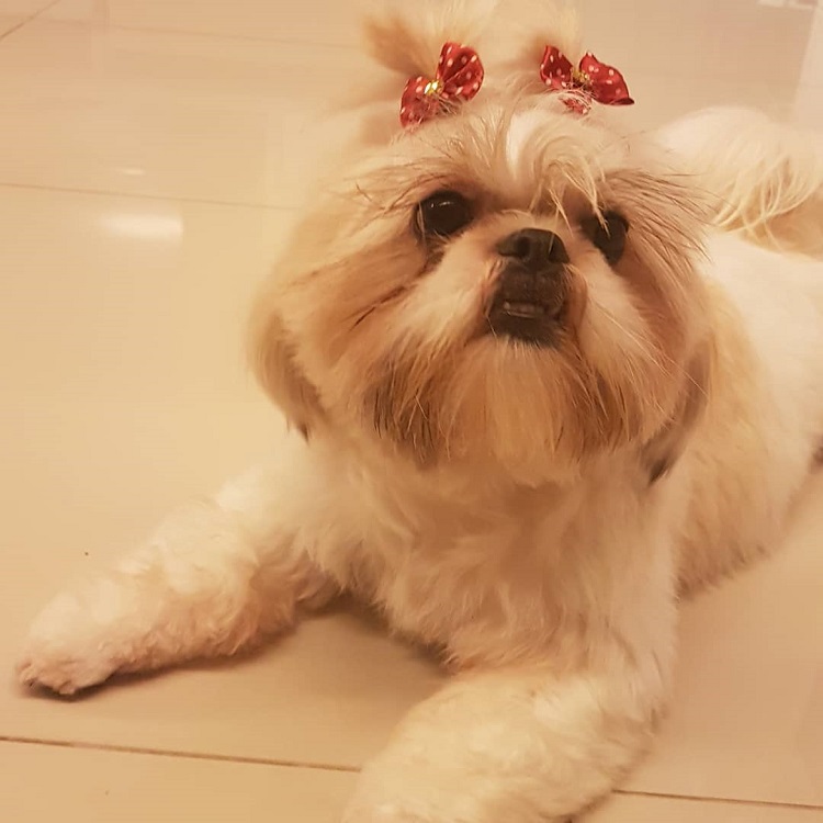 A cachorrinha Mel que fugiu do pet shop, após ter sido trocada pelos funcionários (Foto: Reprodução/Instagram)