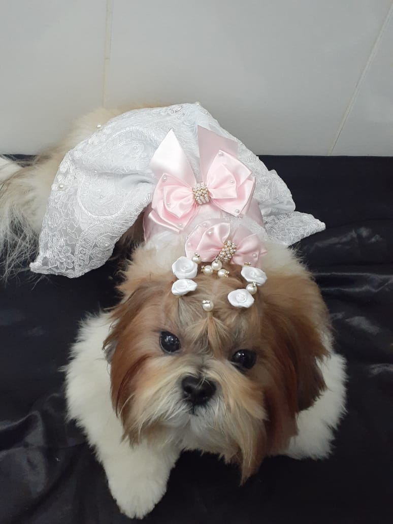 Para ficar ainda mais linda, Laika ganhou um vestido e acessórios (Foto: Flávia Cosmo)