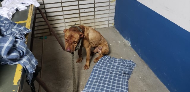 Animais estavam muito machucados quando foram resgatados (Foto: Divulgação/ PCPR)