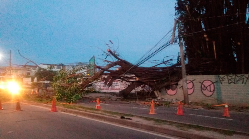 Queda de árvore interdita o trânsito na Rodovia Norte Sul (Foto: Compartilhado via WhatsApp)