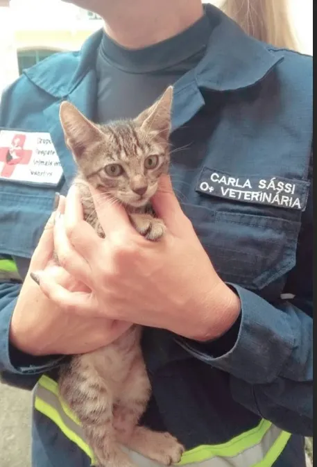 Gatinho foi resgatado por voluntários em Iconha
