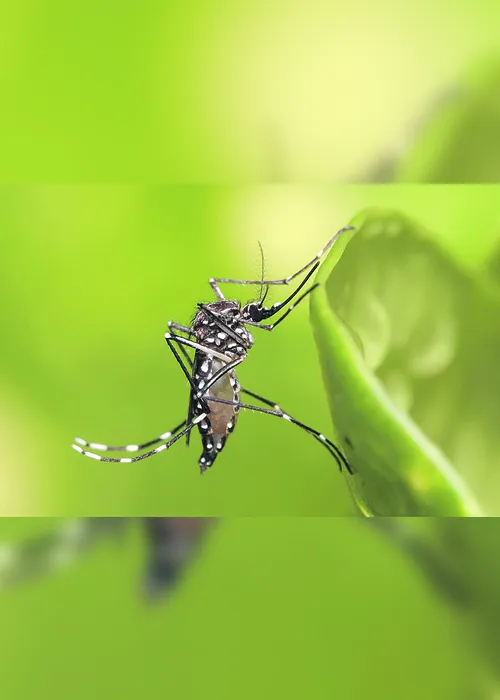 Imagem ilustrativa da imagem Surto de chikungunya em bairros de Vitória
