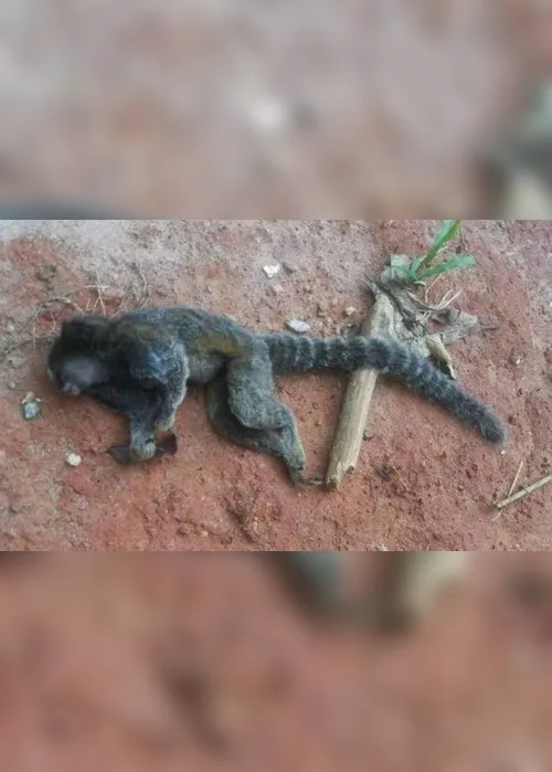 Imagem ilustrativa da imagem Macaco morto é encontrado em Colatina e levado para análise