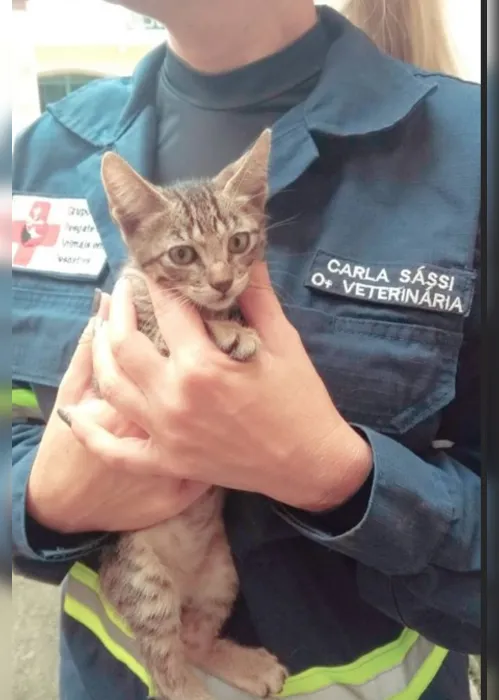 Imagem ilustrativa da imagem Voluntários pedem doações para animais resgatados após enxurrada em Iconha