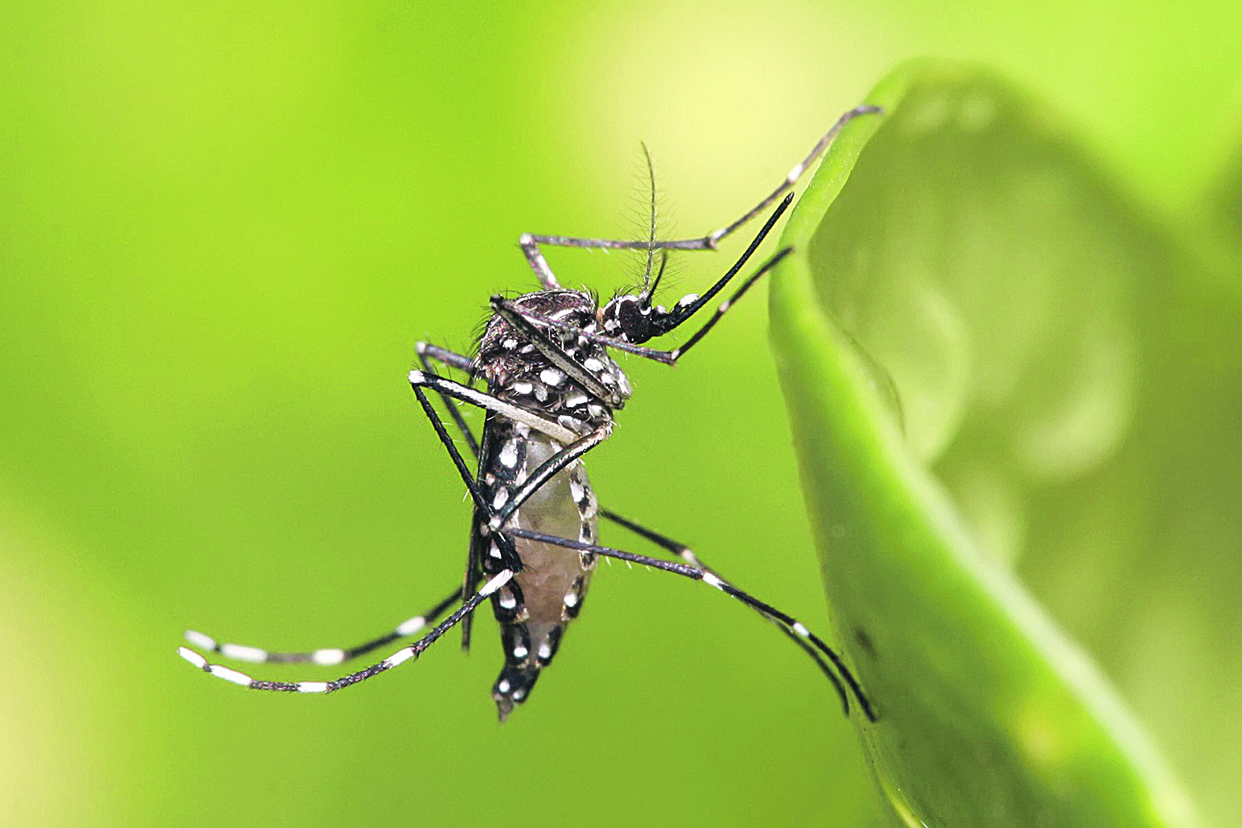 Aedes aegypti: transmissor (Foto: Muhammad-Mahdi-Karim / Divulgação)