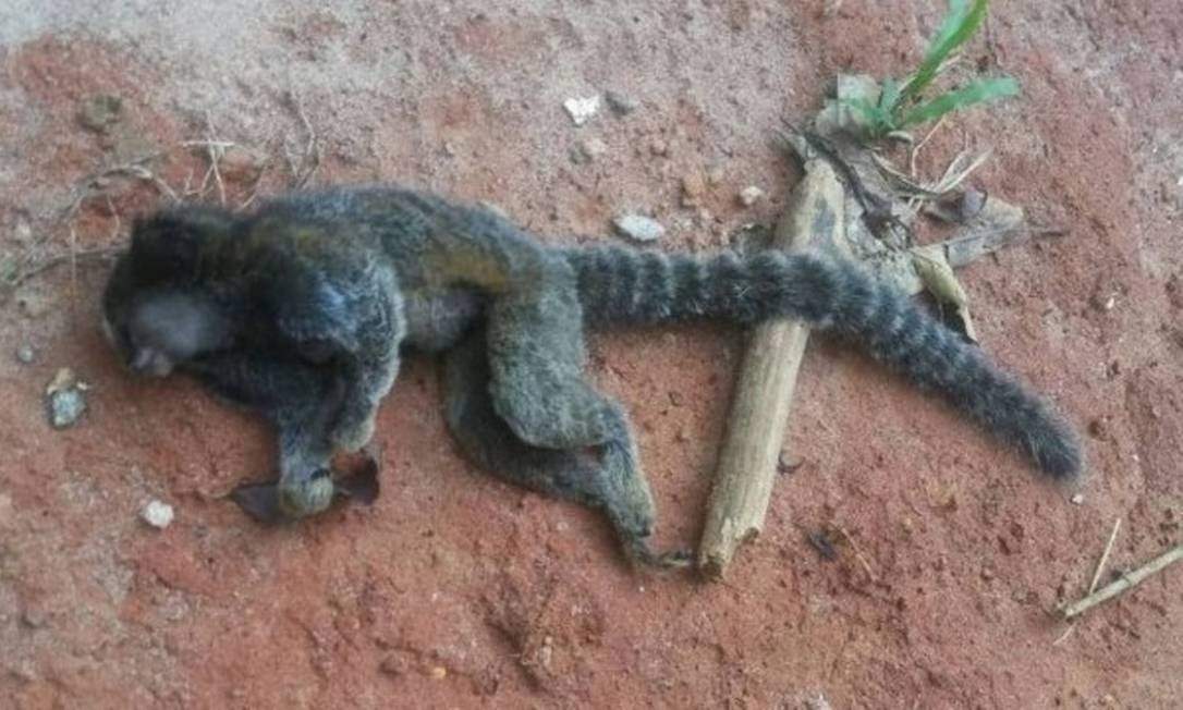 O macaco já foi levado para o CCZ, e agora será realizada a coleta do material (Foto: Reprodução/Internet)