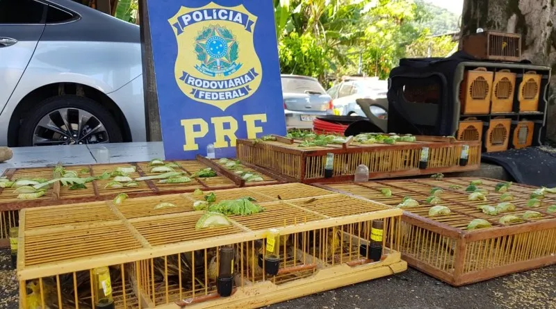 Imagem ilustrativa da imagem PRF apreende cerca de 200 aves silvestres em Viana